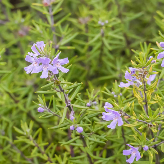 Westringia 'Wynyabbie Gem'