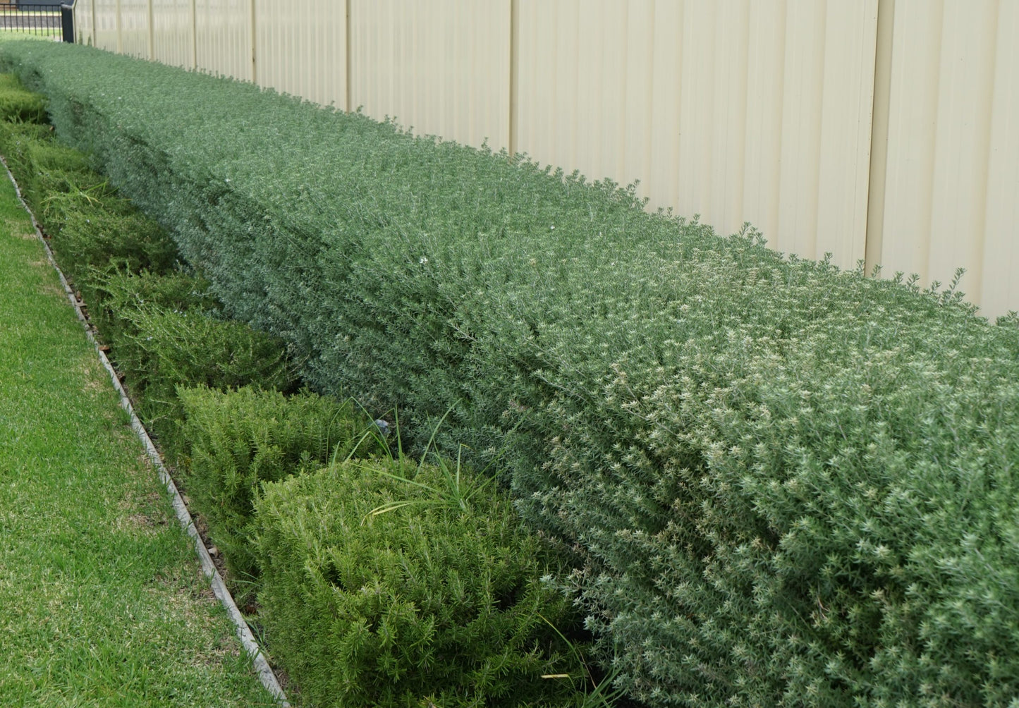 Westringia 'Wynyabbie Gem'