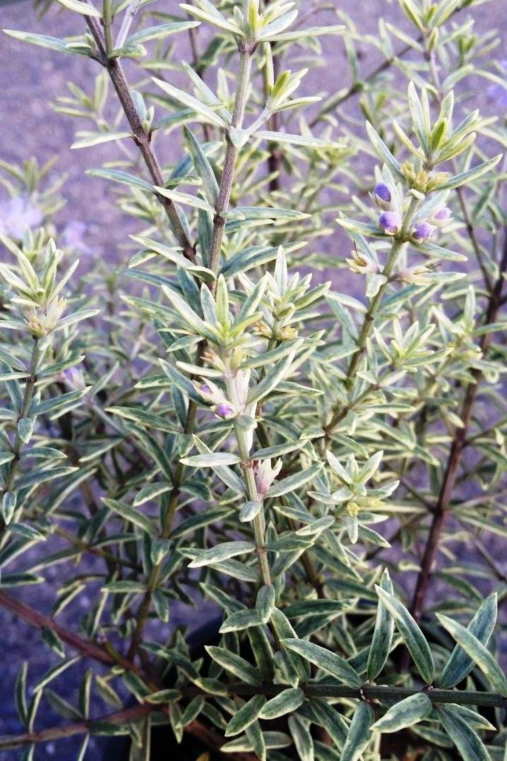 Westringia Brevifolia Var. Raleighii ‘Sea Mist’ (Sea Mist Coastal Rosemary)