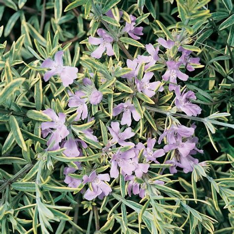 Westringia Brevifolia Var. Raleighii ‘Sea Mist’ (Sea Mist Coastal Rosemary)