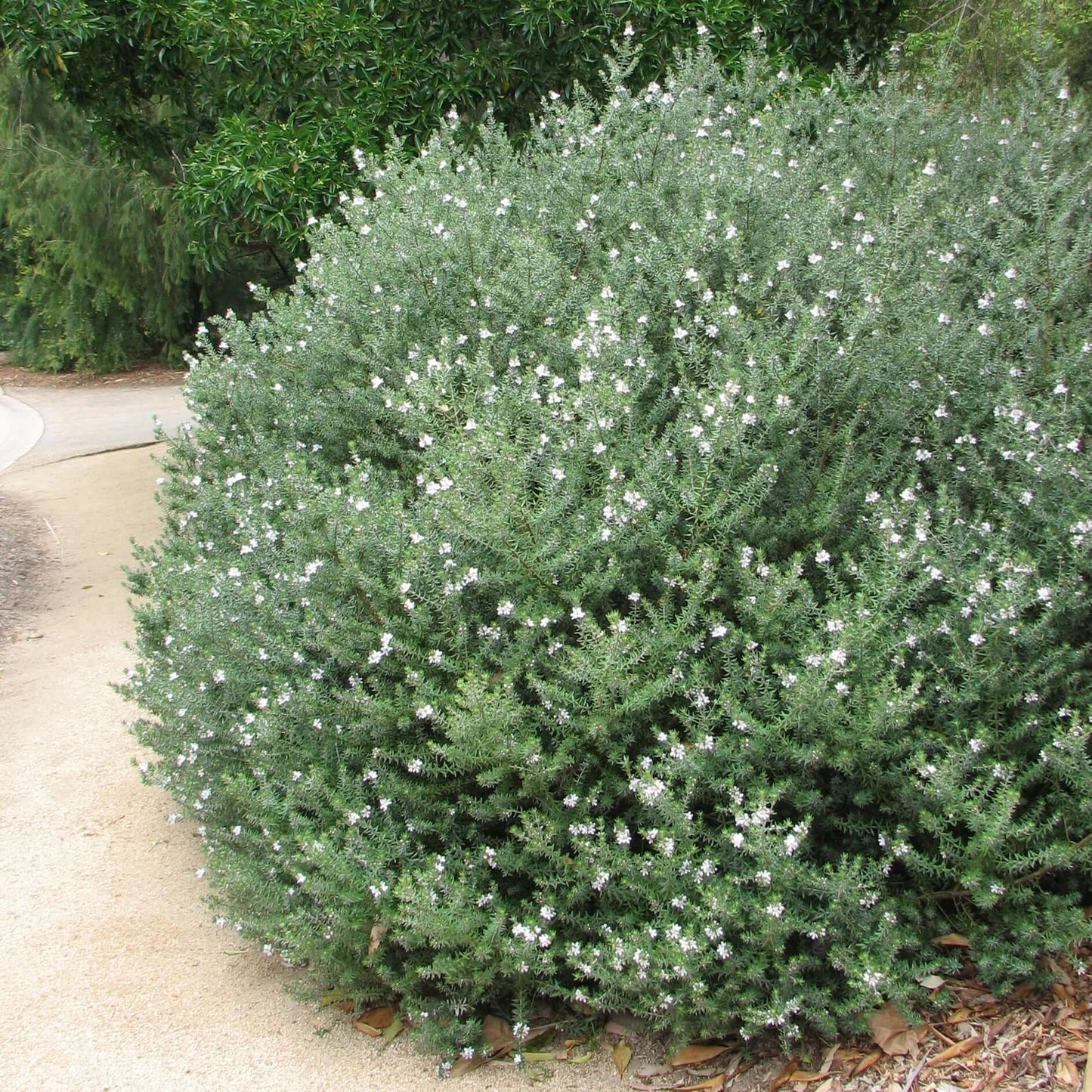 Westringia Brevifolia Var. Raleighii ‘Sea Mist’ (Sea Mist Coastal Rosemary)