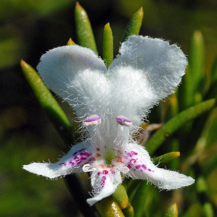 Westringia Brevifolia (Short-Leaf Coastal Rosemary)