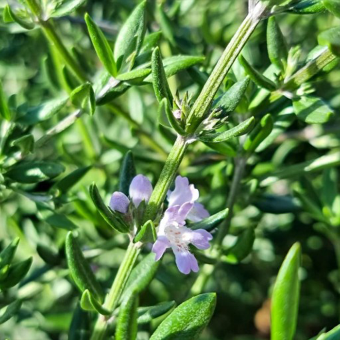 Westringia Brevifolia (Short-Leaf Coastal Rosemary)