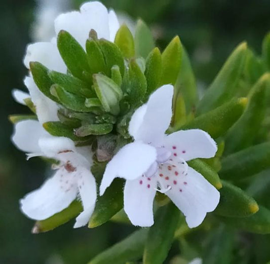 Westringia Fruticosa 'WES04' Grey Box™