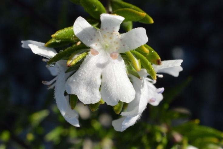 Westringia Fruticosa ‘Bulli Coastal Creeper’ (Coastal Rosemary)