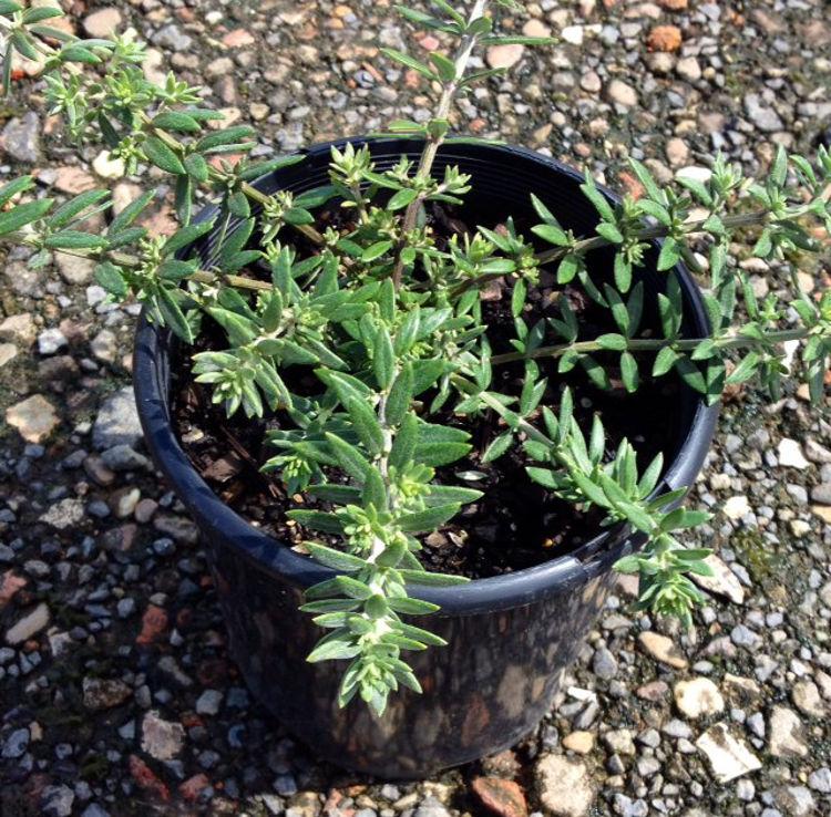 Westringia Fruticosa ‘Bulli Coastal Creeper’ (Coastal Rosemary)