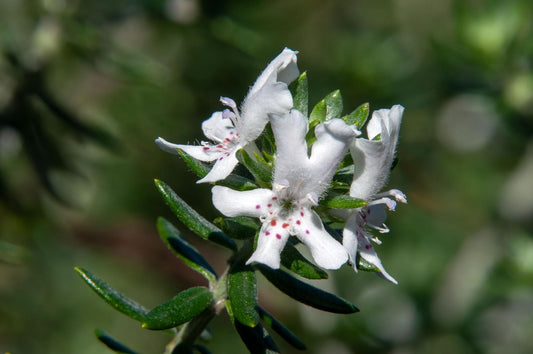 Westringia Fruticosa ‘Bulli Coastal Creeper’ (Coastal Rosemary)