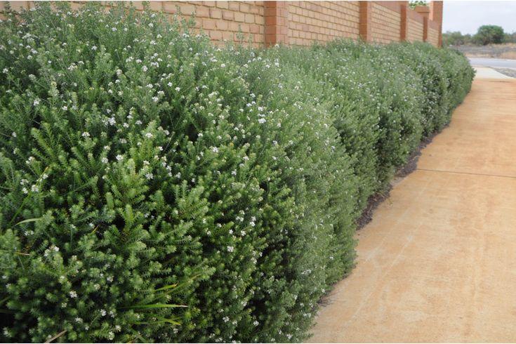 Westringia Fruticosa ‘Bulli Coastal Creeper’ (Coastal Rosemary)