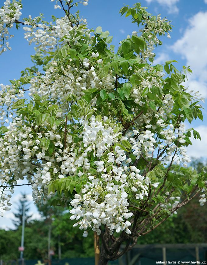 Wisteria Brachybotrys 'Shiro-Kapitan' (White Silky Wisteria) Standards