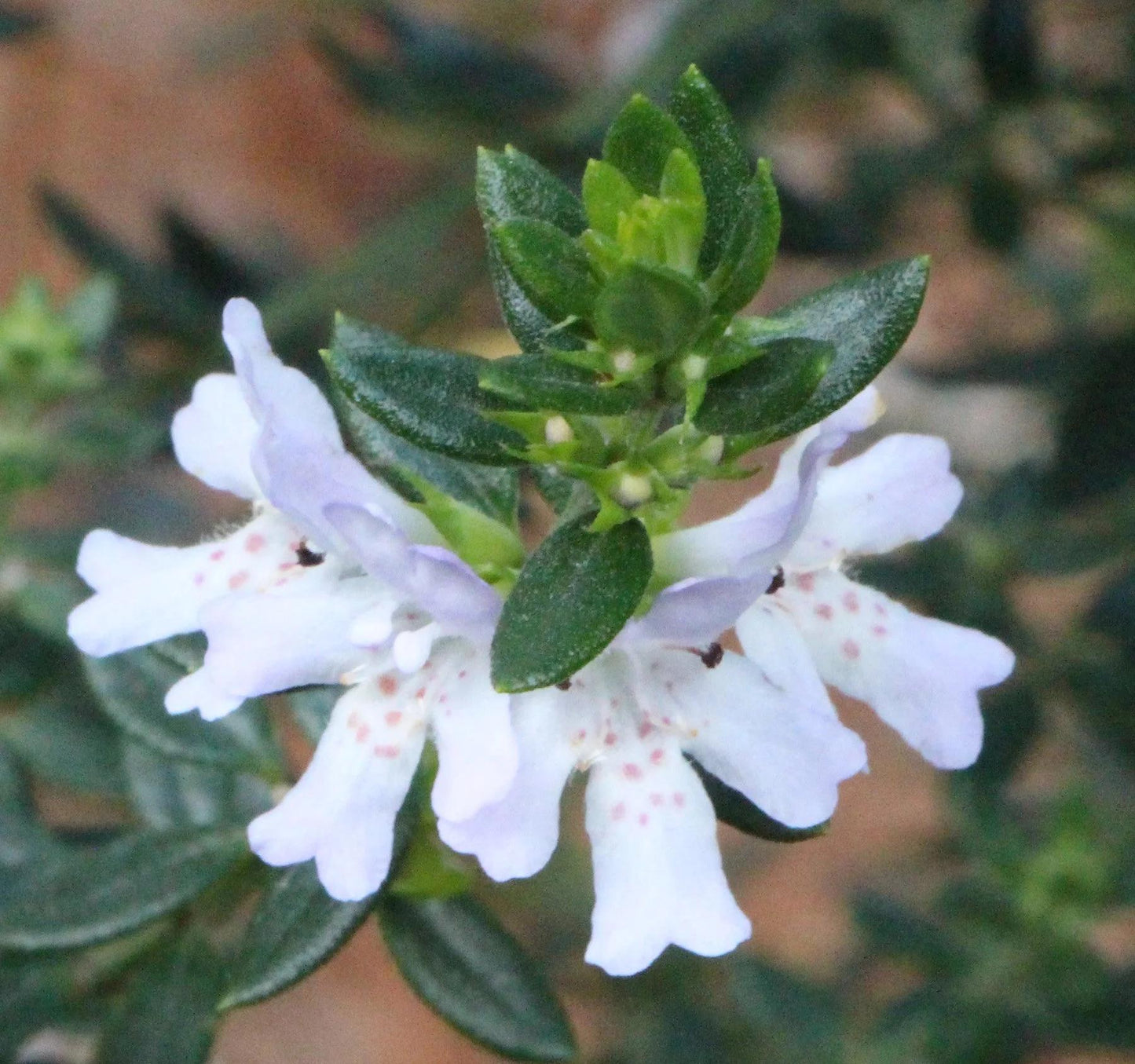 Westringia Glabra (Coastal Rosemary)