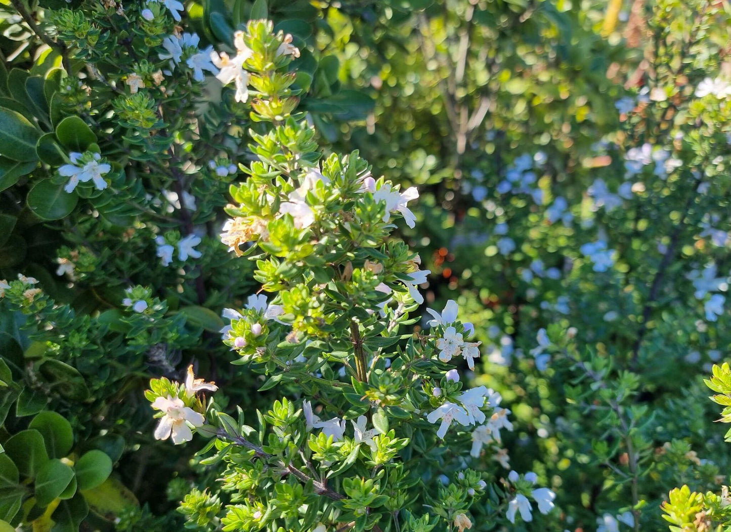 Westringia Glabra (Coastal Rosemary)