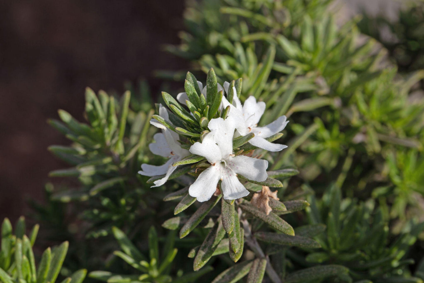 Westringia Glabra (Coastal Rosemary)