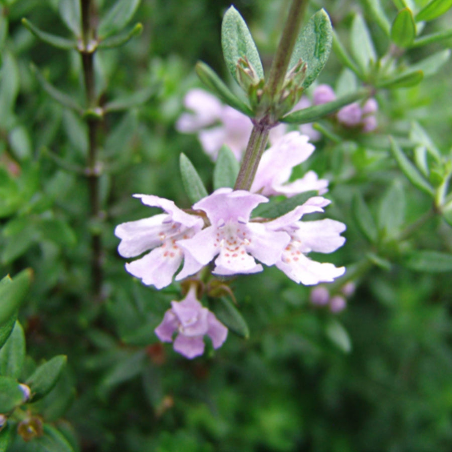 Westringia Hybrid 'WES01' (Naringa™ Coastal Rosemary)