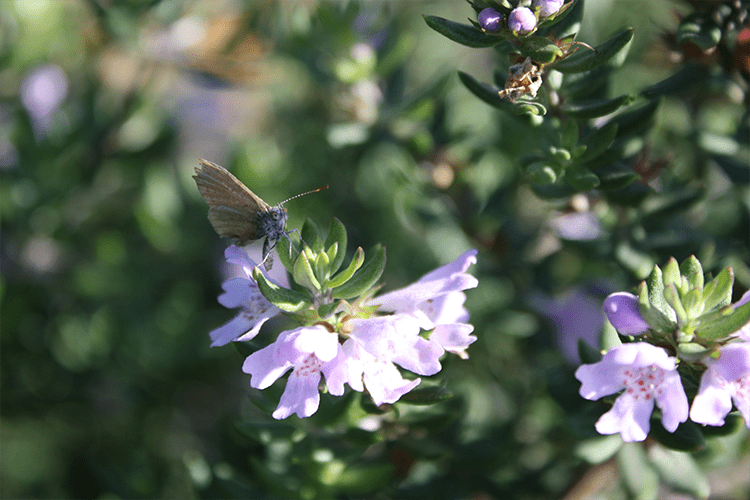 Westringia Hybrid 'WES01' (Naringa™ Coastal Rosemary)