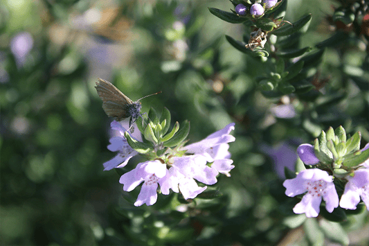 Westringia Hybrid 'WES01' (Naringa™ Coastal Rosemary)