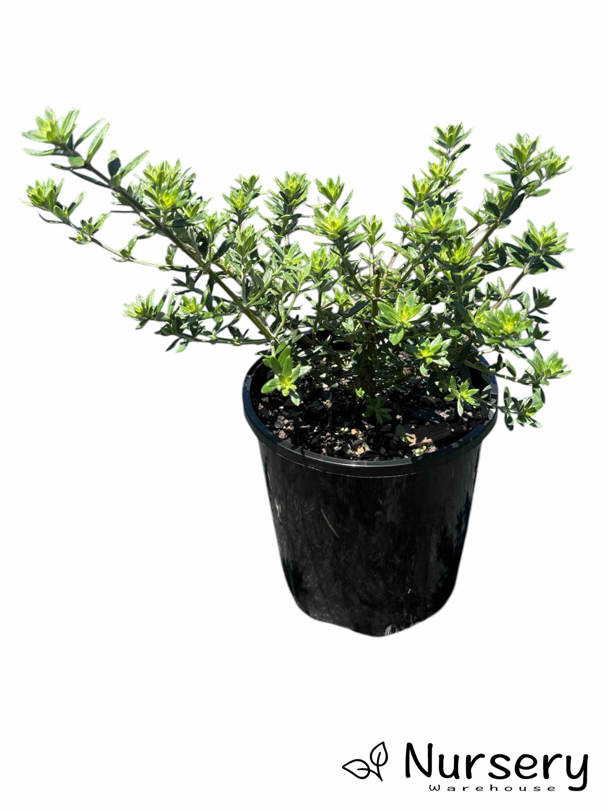 Westringia Fruticosa ‘Zena’ (Zena Coastal Rosemary)