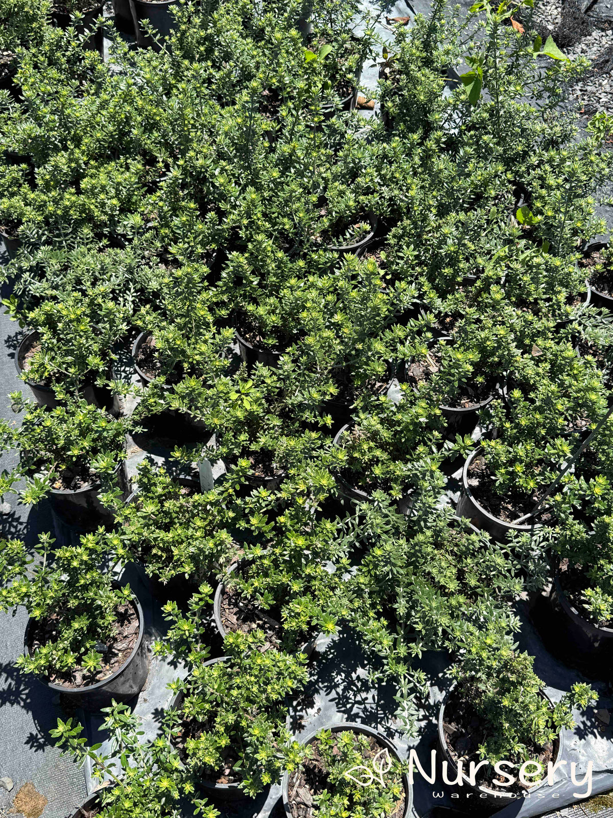 Westringia Fruticosa ‘Zena’ (Zena Coastal Rosemary)