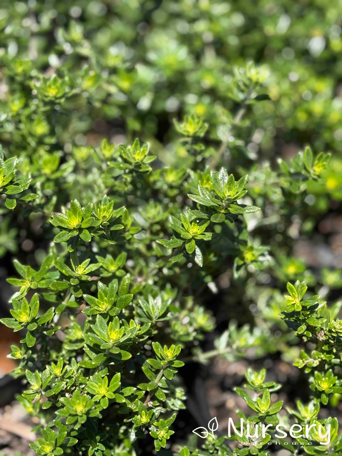 Westringia Fruticosa ‘Zena’ (Zena Coastal Rosemary)