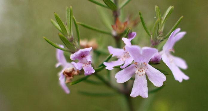 Westringia Fruticosa (Coastal Rosemary)