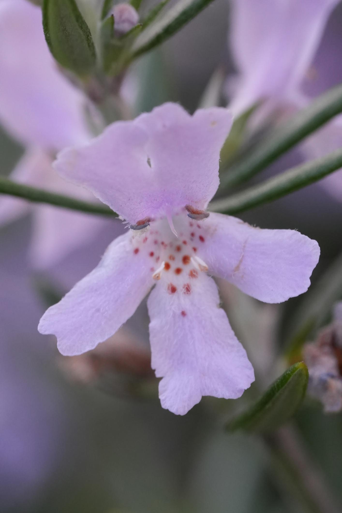 Westringia Fruticosa (Coastal Rosemary)