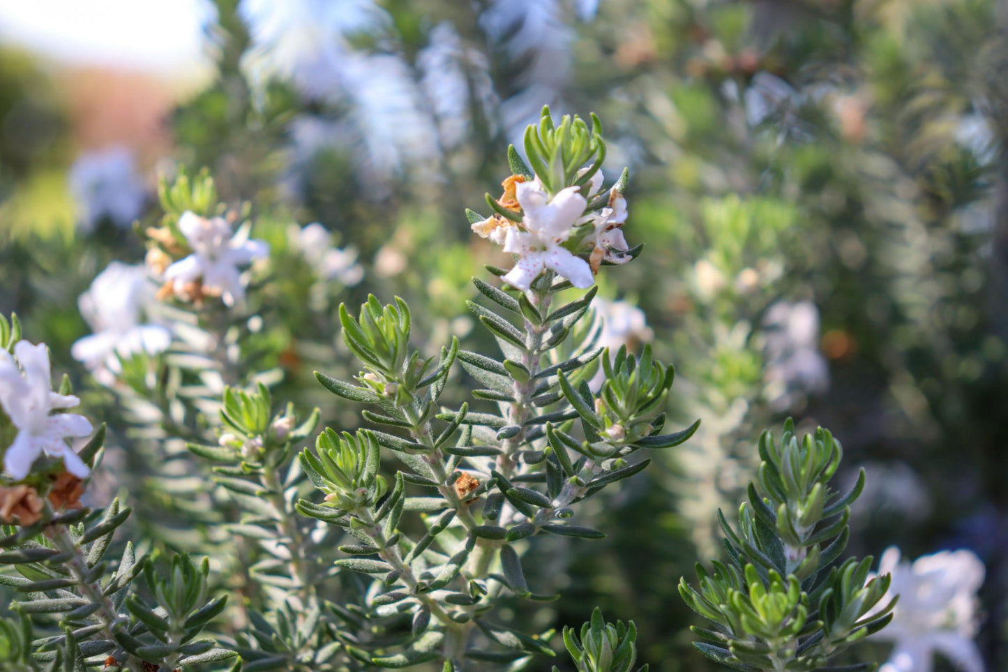 Westringia Glabra (Coastal Rosemary)