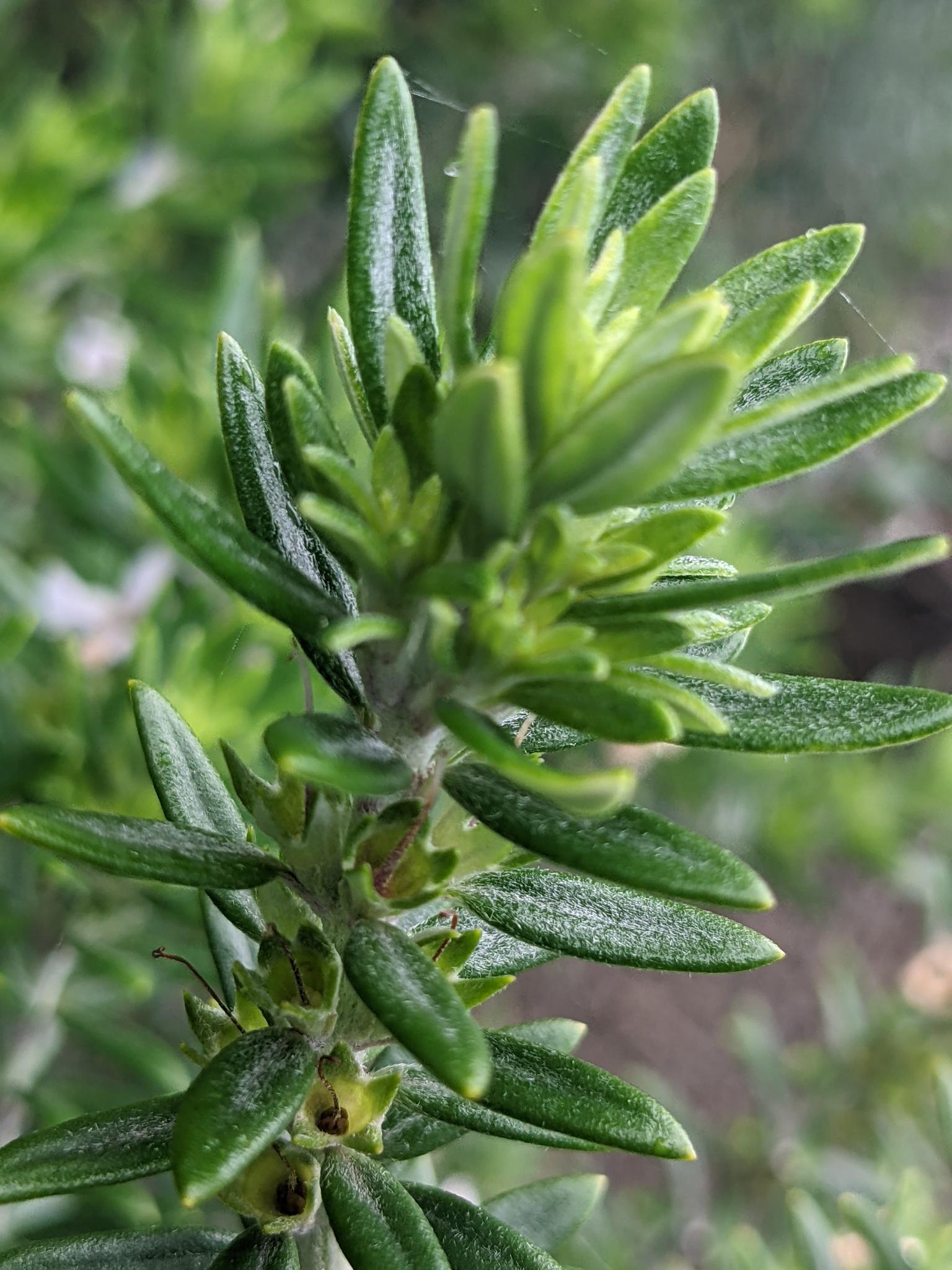 Westringia Hybrid 'WES01' (Naringa™ Coastal Rosemary)