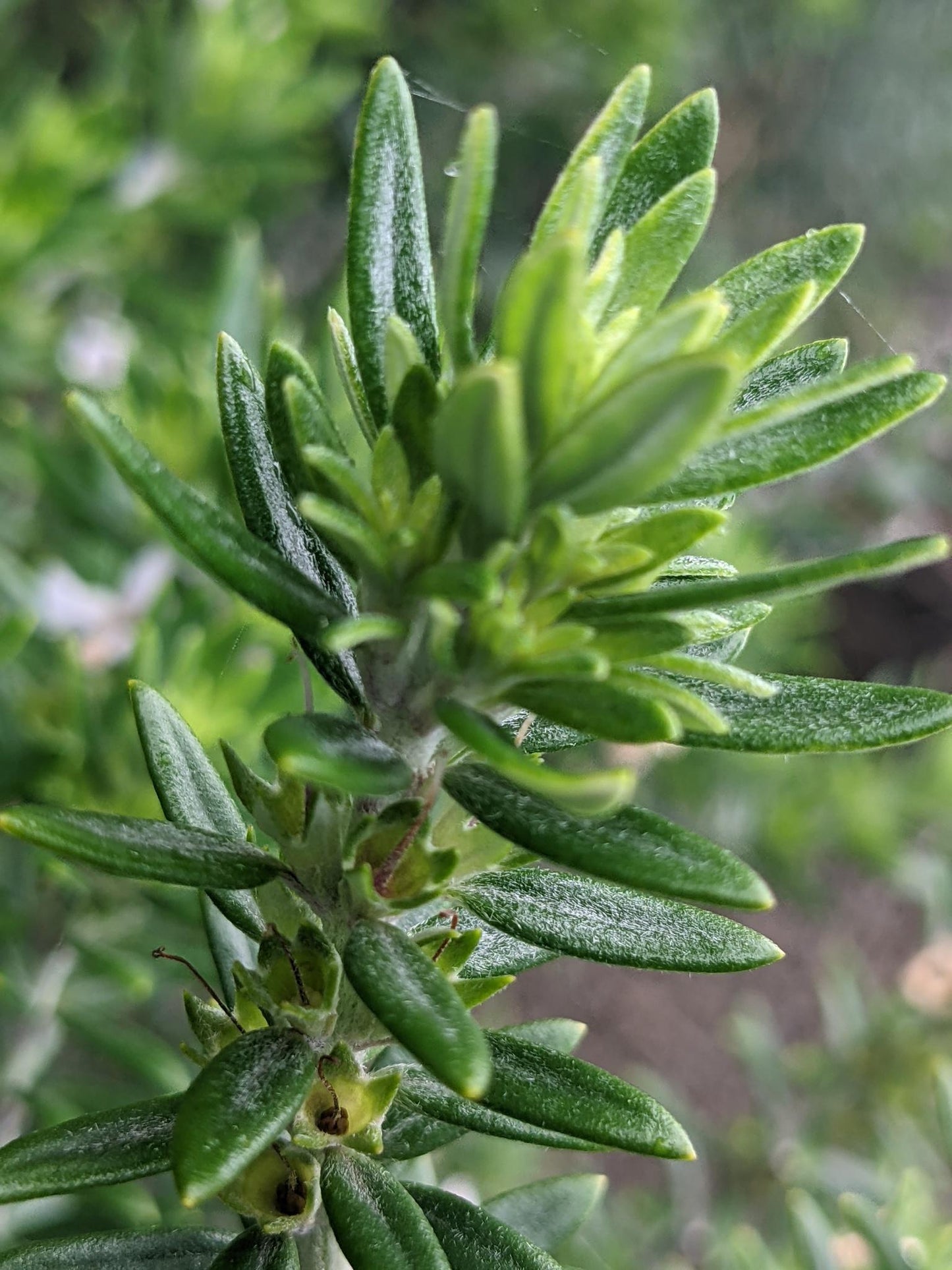 Westringia Hybrid 'WES01' (Naringa™ Coastal Rosemary)