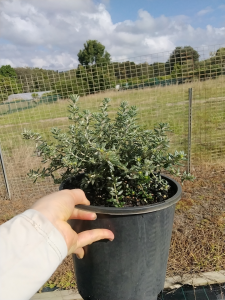 Westringia Fruticosa (Zena)