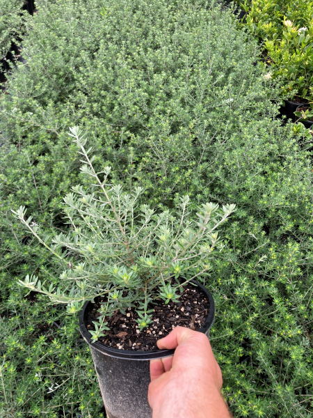 Westringia Fruticosa (Zena)