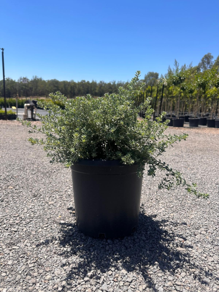Westringia Fruticosa (Zena) CLEARANCE