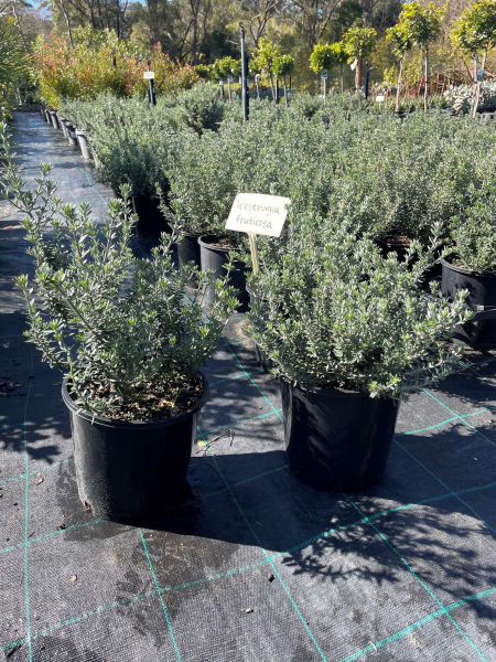 Westringia Fruticosa (Coastal Rosemary)