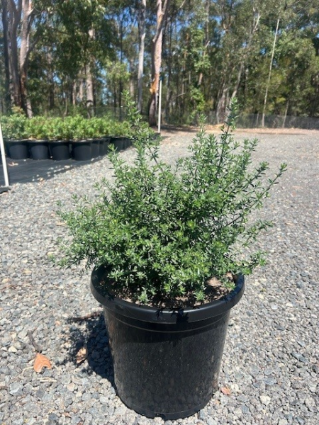 Westringia Fruticosa ‘Jervis Gem’