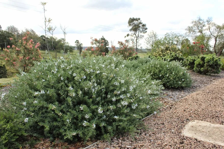 Westringia Fruticosa ‘WES05’ (Mundi™ Coastal Rosemary)