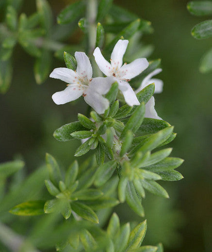 Westringia Fruticosa ‘WES05’ (Mundi™ Coastal Rosemary)
