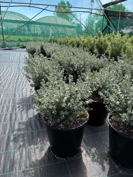 Westringia Fruticosa 'WES04' Grey Box™