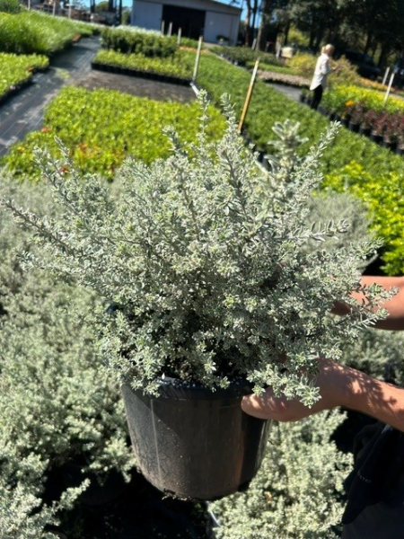 Westringia Fruticosa (Zena)
