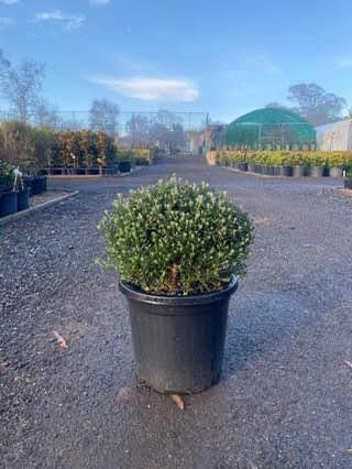 Westringia Fruticosa ‘Zena’ (Zena Coastal Rosemary Topiary Ball)