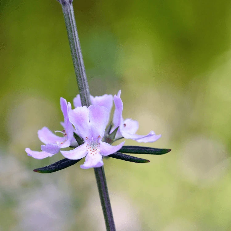 Westringia hybrid ‘BLUE GEM™’ (WES03)
