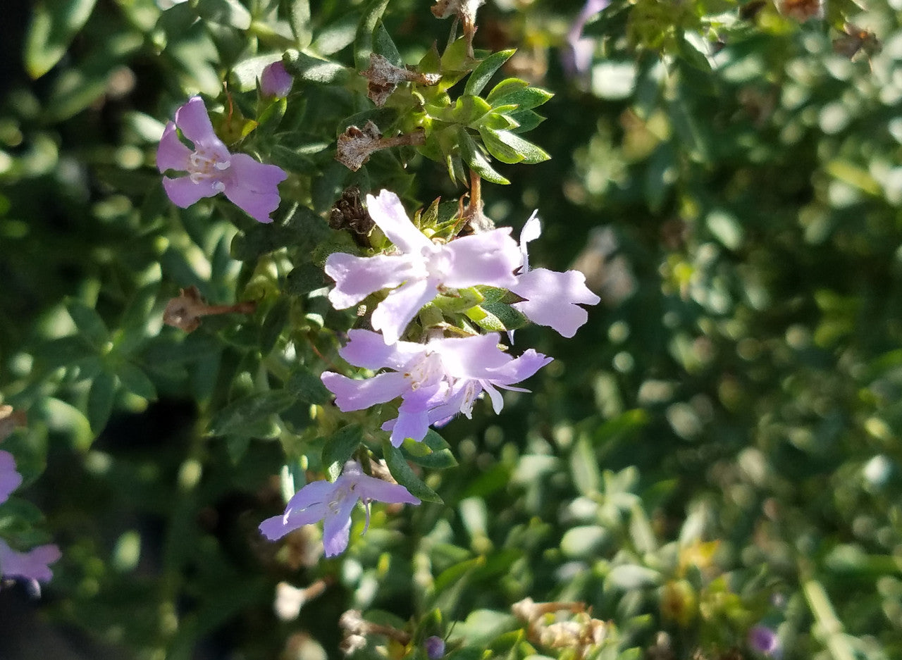 Westringia hybrid ‘BLUE GEM™’ (WES03)