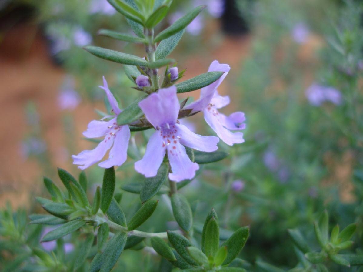 Westringia hybrid ‘BLUE GEM™’ (WES03)