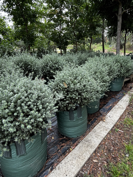 Westringia Fruticosa (Coastal Rosemary)
