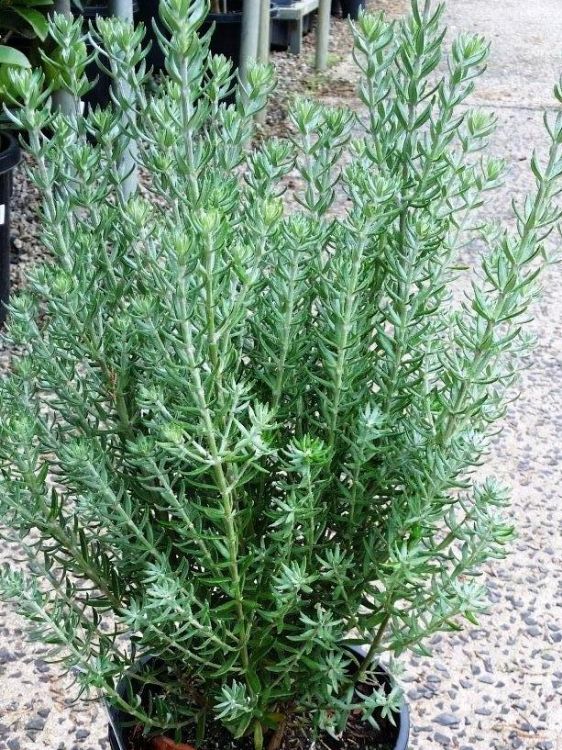 Westringia fruticosa ‘Funky Chunky’ (Funky Chunky Coastal Rosemary)