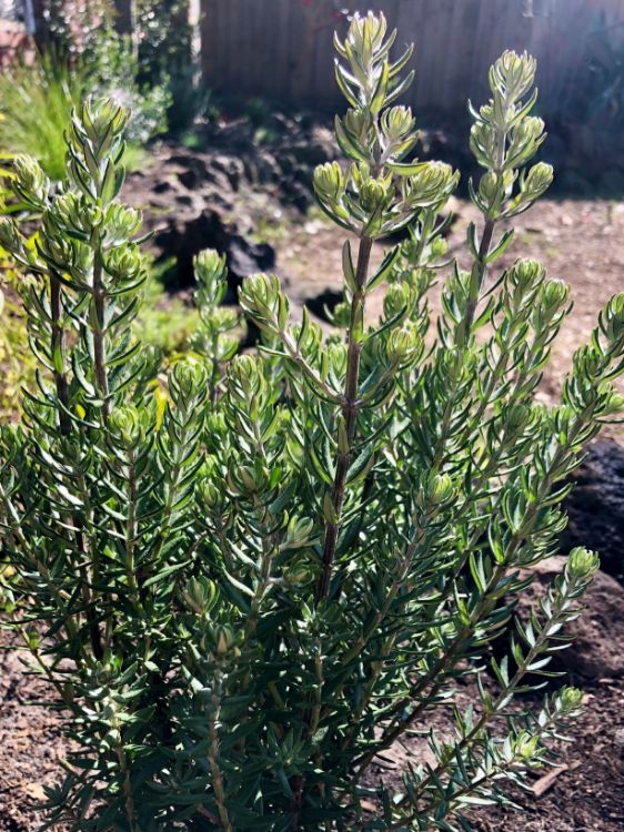 Westringia fruticosa ‘Funky Chunky’ (Funky Chunky Coastal Rosemary)