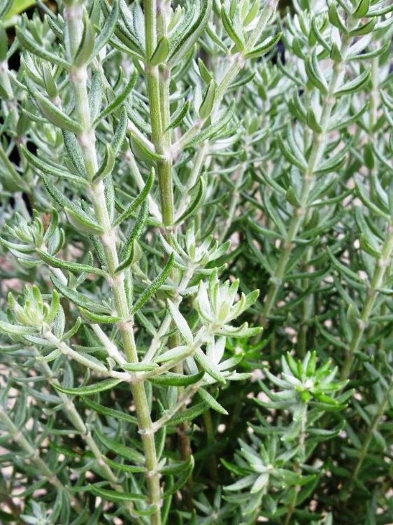 Westringia fruticosa ‘Funky Chunky’ (Funky Chunky Coastal Rosemary)