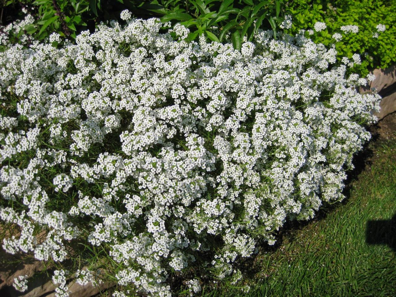 Lobularia Maritima (White Sweet Alyssum
