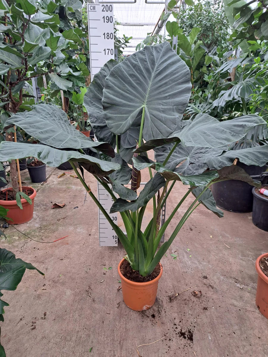 Alocasia Odora × Alocasia Reginula ‘Regal Shields’ (Regal Shields Elephant Ear)