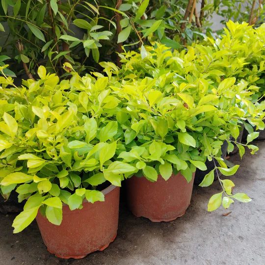 Duranta erecta ‘Sheena’s Gold’ (Golden Duranta)