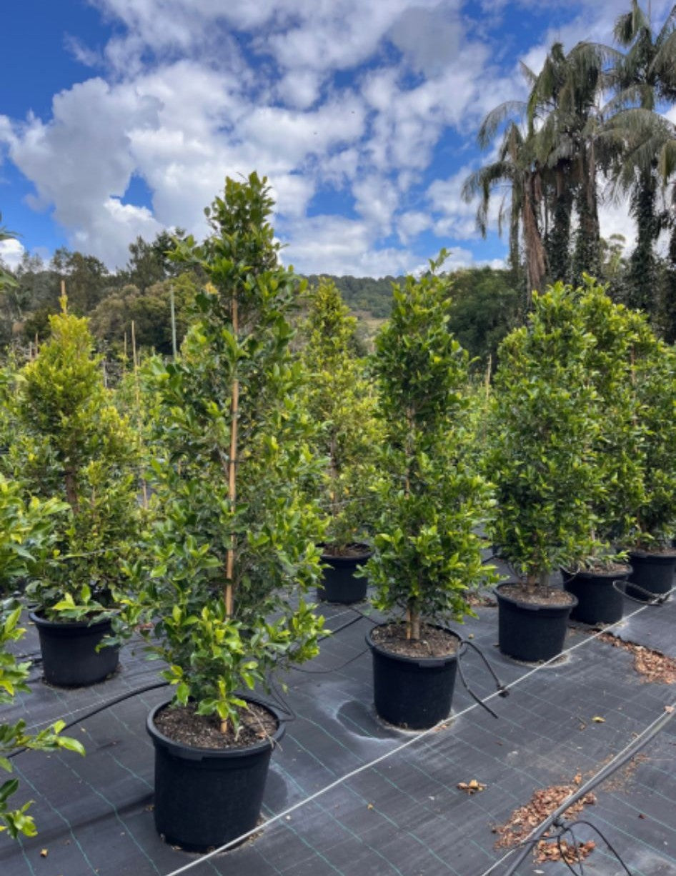 Ficus Microcarpa Flash - Straight