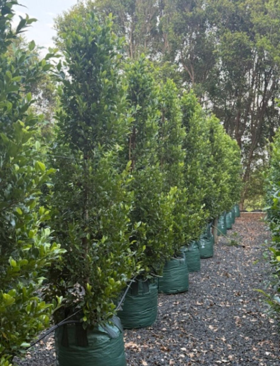 Ficus Microcarpa Flash - Straight