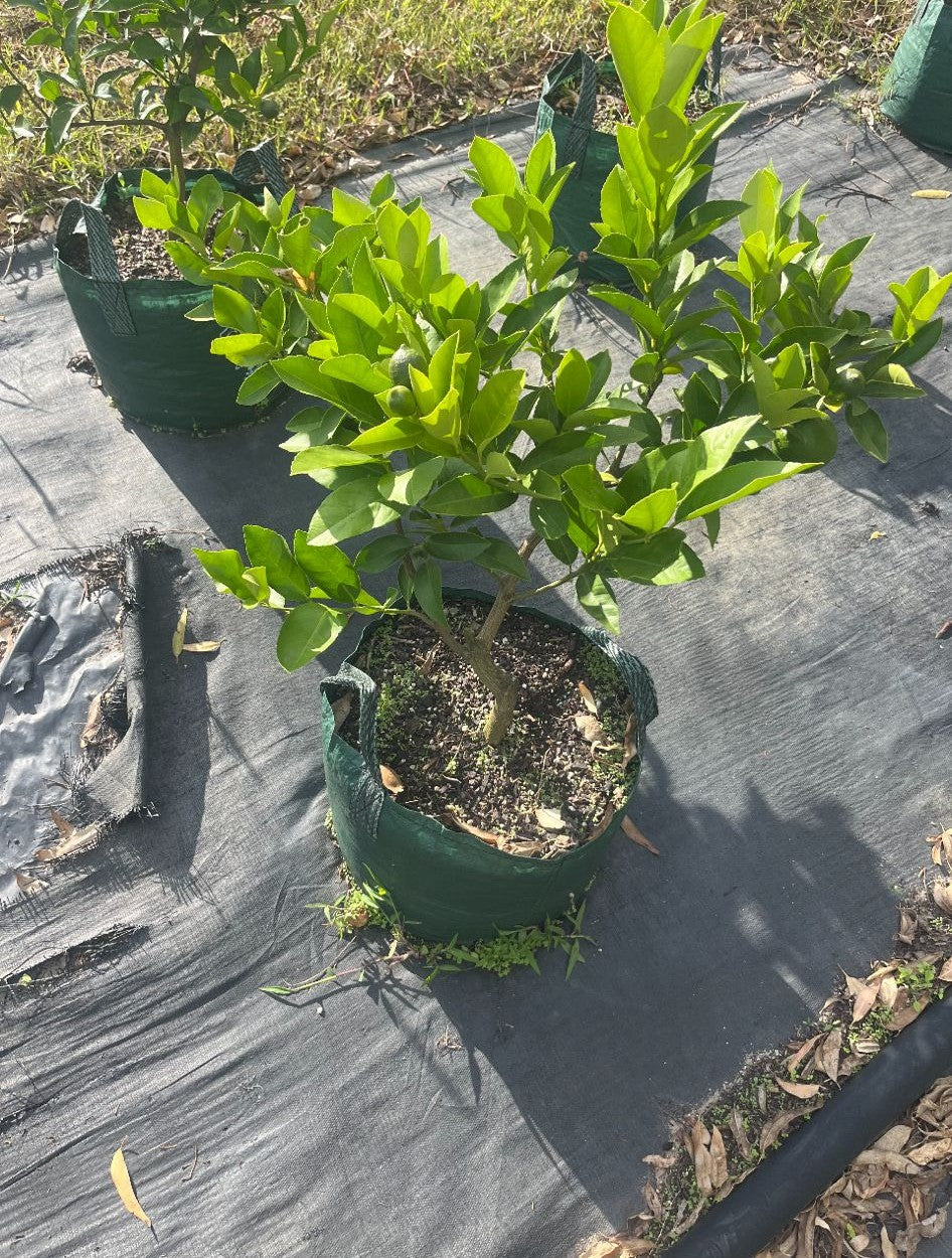 Fruit Salad Tree - Tahitian Lime and Meyer Lemon (Grafted)